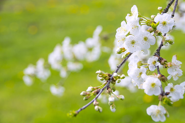 white cherry blossoms in closeup photo