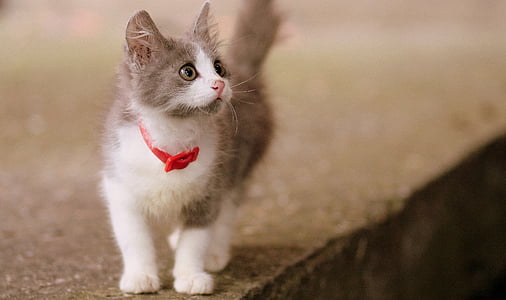 white and gray kitten on pavement
