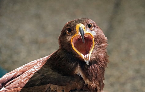 selective focus photograph of brown hawk