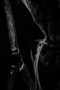 œil, eyes, horse, horse head, close up, equine