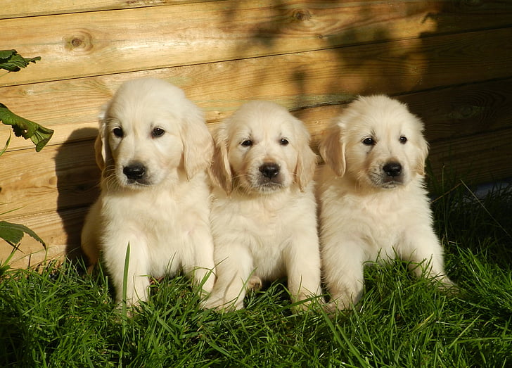 three short-coated white puppies on grass field