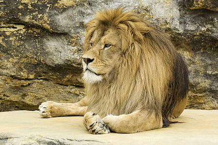 lion lying on brown stone at daytime