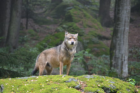 brown and gray wolf standing on moss covered stone at daytime