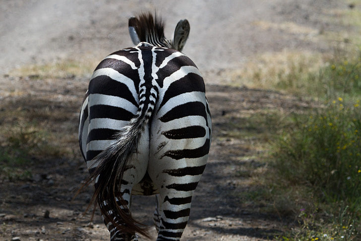 zebra during daytime