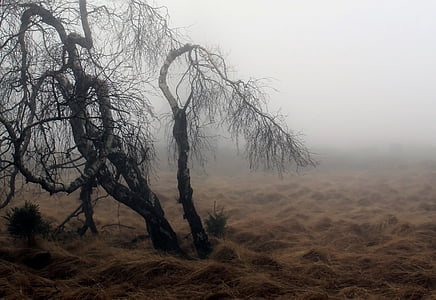 leafless tree beside dried grass during foggy daytime