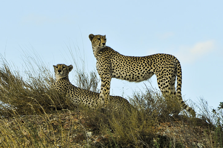 two cheetah on grass field under blue calm sky
