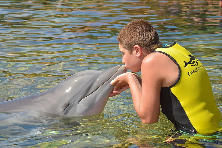 person kissing dolphin during daytime