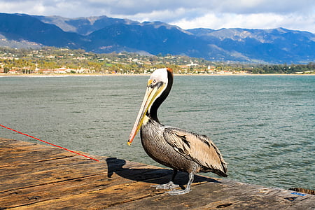 pelican standing on brown wooden bridge near body of water