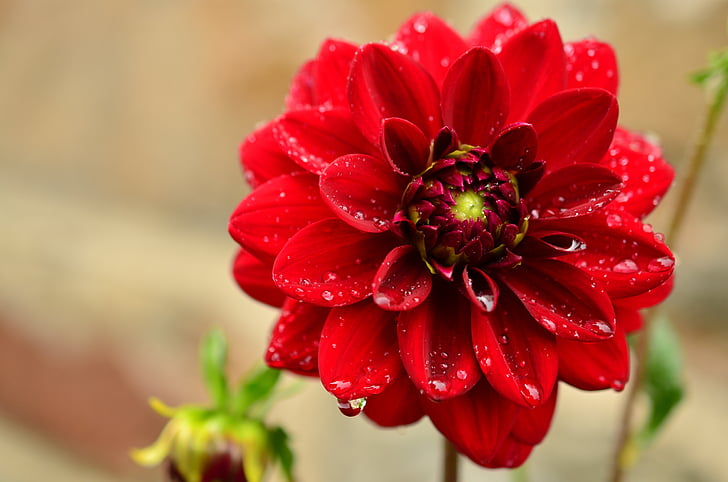 selective focus photography of red dahlia flower