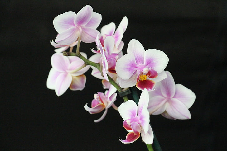 close up photo of purple-and-white moth orchids in bloom