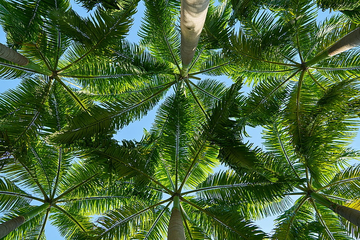 worm view photography of green tropical trees