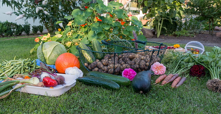 Royalty-Free photo: Assorted vegetables on grass | PickPik