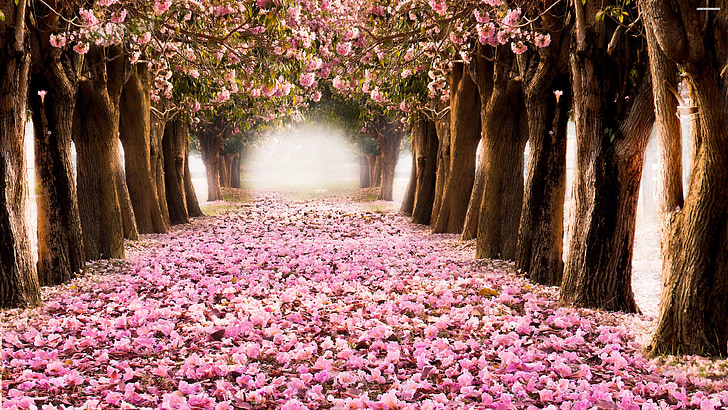 pathway with pink leaves