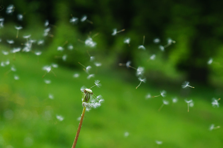 white dandelion flower close up photography