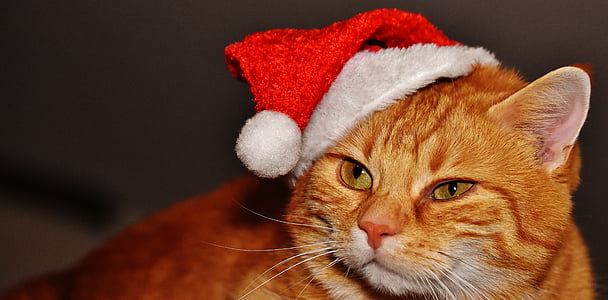 orange Tabby cat wearing Santa hat
