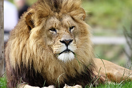 lion lying on grass field