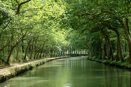 river between of green leafed trees