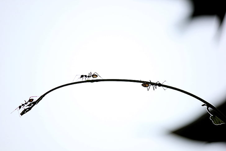 ants on black string