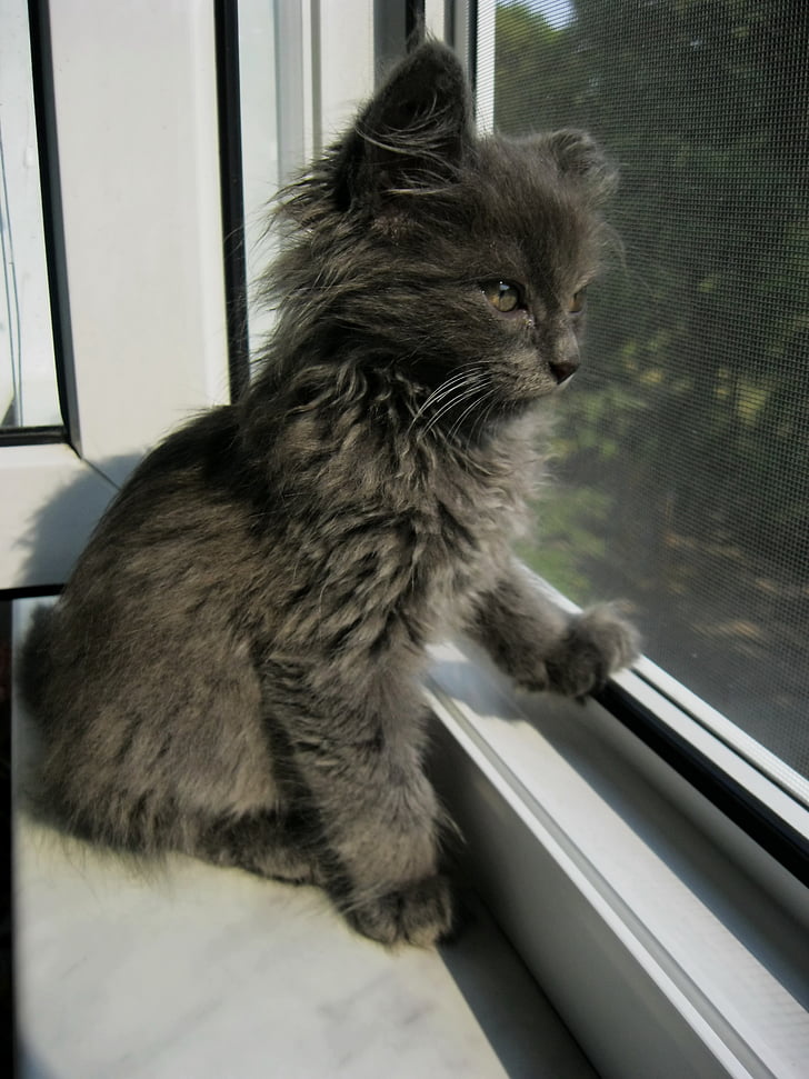 gray kitten looking outside the window