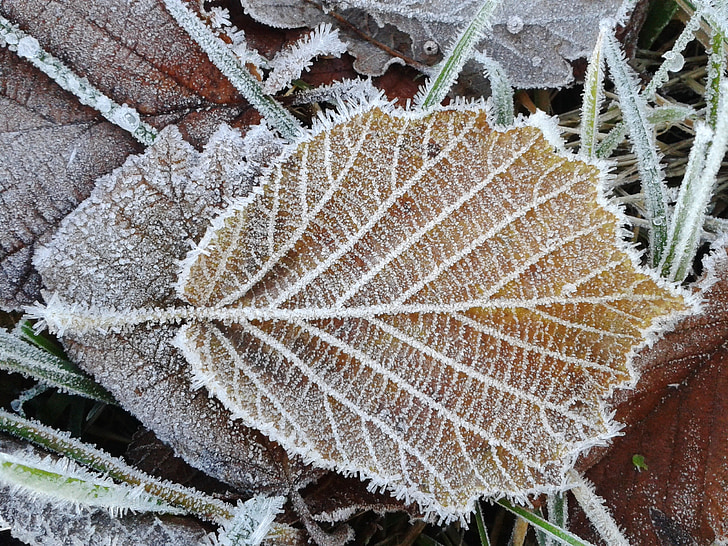 photo of brown leaf with snow