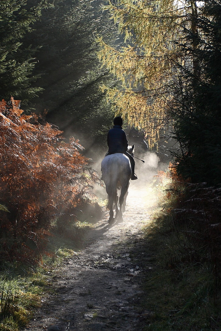 human riding white horse surrounded by leaf trees during daytime