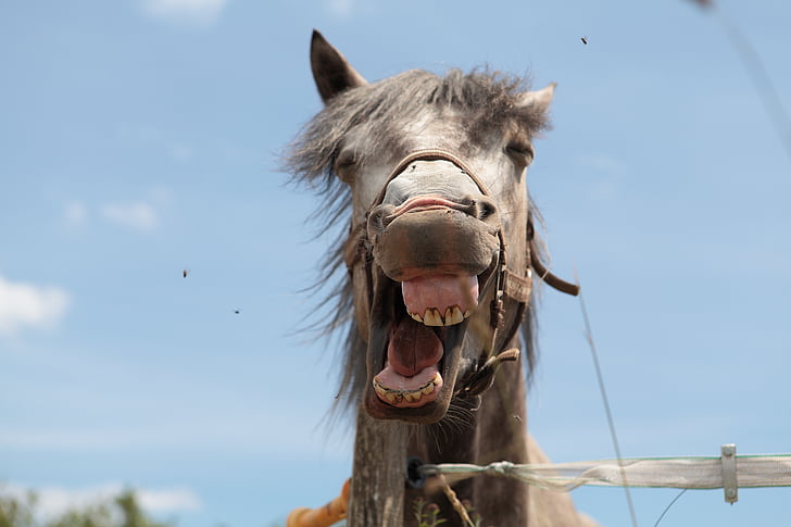 donkey opening mouth