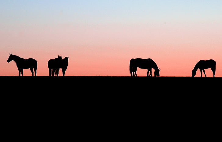 silhouette of five horses