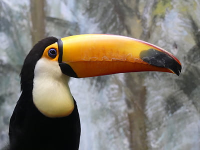 black and yellow toucan