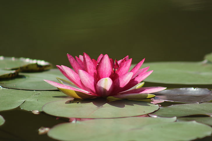 photo of purple lotus flower on lilypad