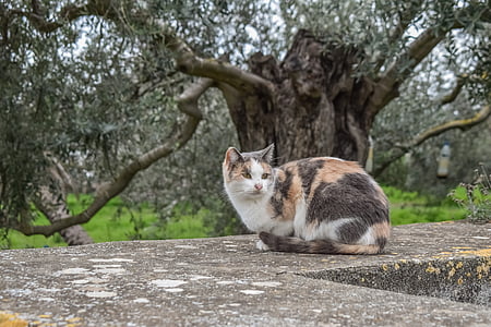 calico cat on concrete surface