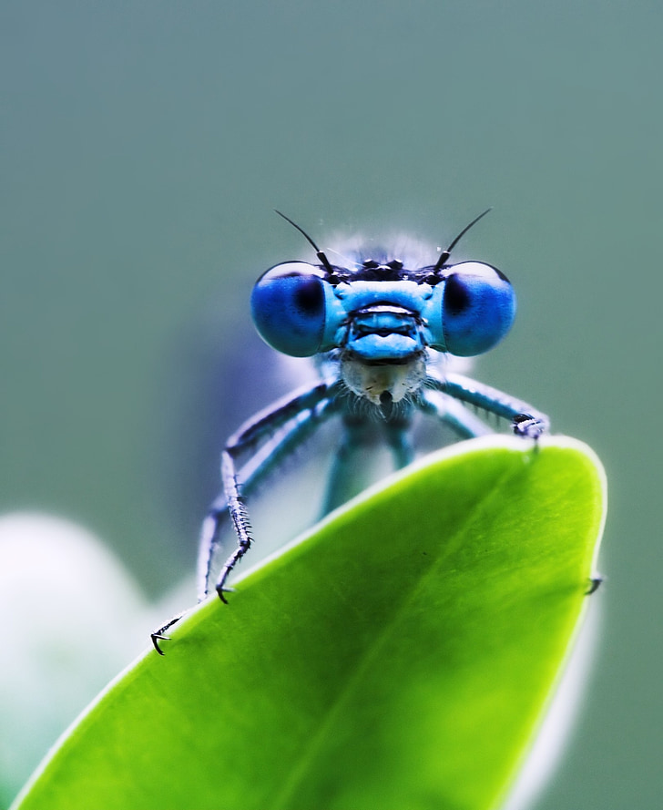 macro photography of blue damselfly perched on green leaf