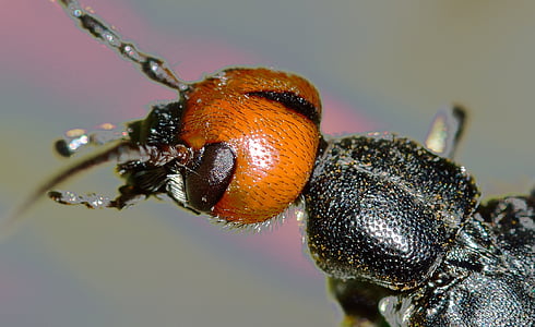 macro photo of black and orange false bombardier beetle