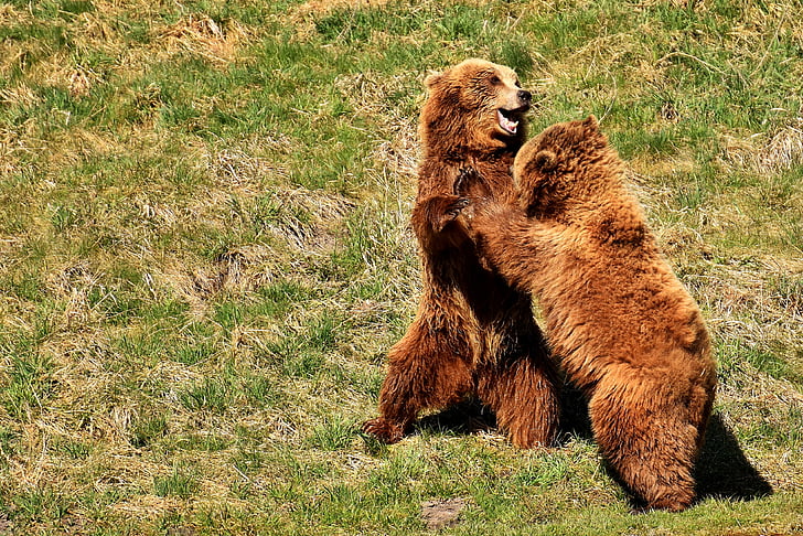 two brown bears on green grass lawn during daytime