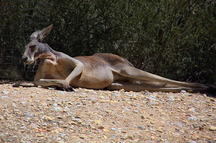 kangaroo reclining on soil near plants