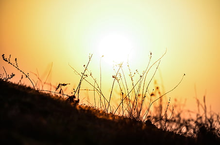 silhouette of grass at golden hour
