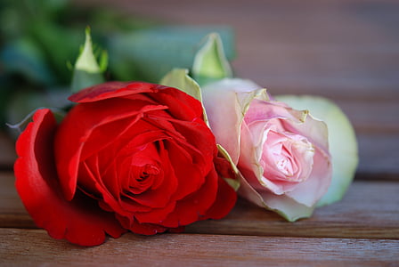 two pink and red rose flowers