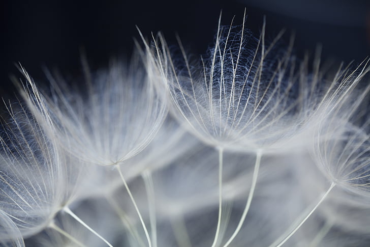 macro photography of white dandelion