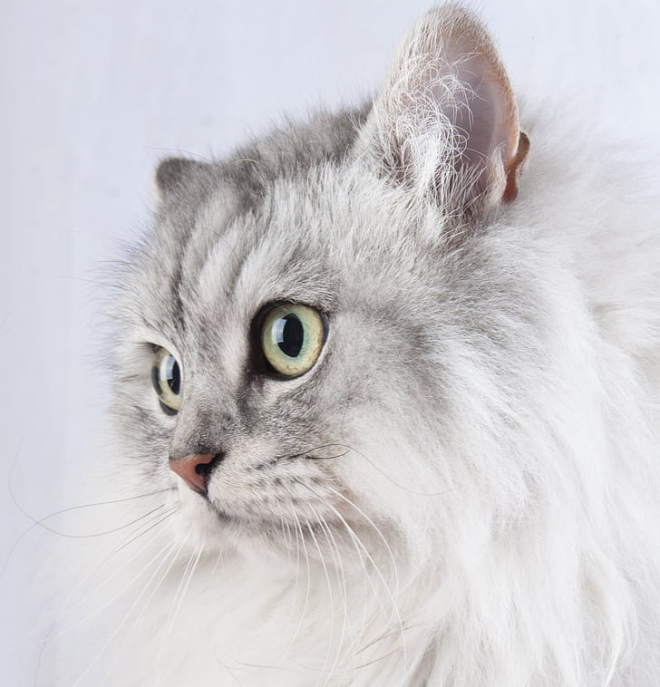 closeup photo of long-haired whit ad gray cat