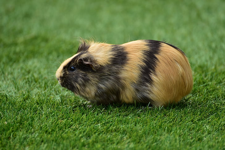 close up photo of brown guinea pig