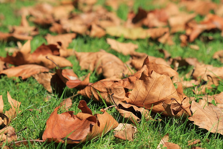 dried leaves on green grass