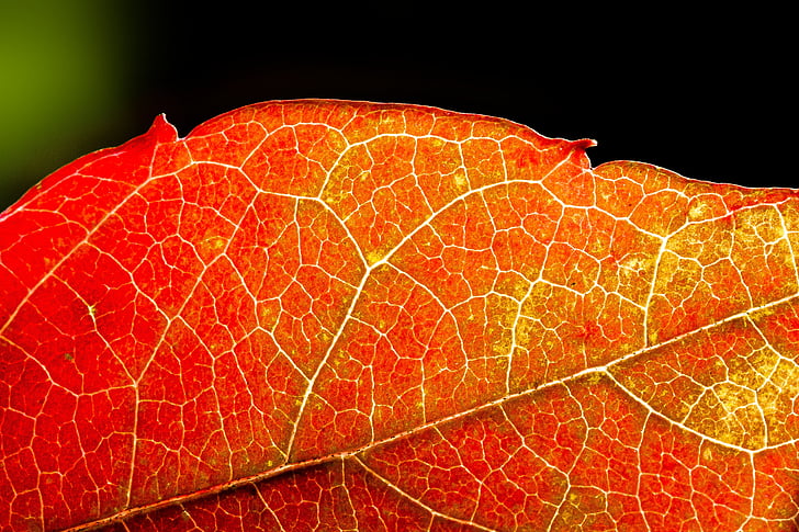 close up photography of red leaf