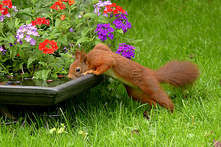 red squirrel drinking water on a pot