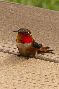 close-up photography of ruby-throated hummingbird