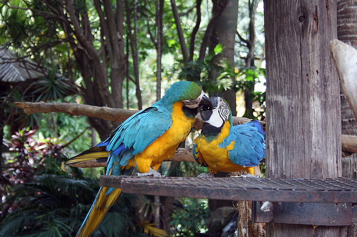 two yellow and blue macaws on top of metal surface