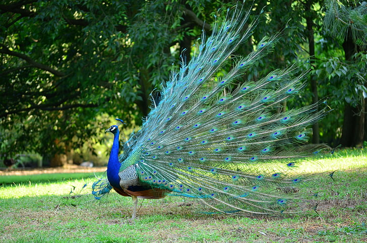multicolored peacock on grass land