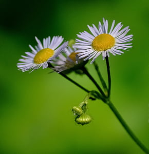 macro photography of white daisy flowers