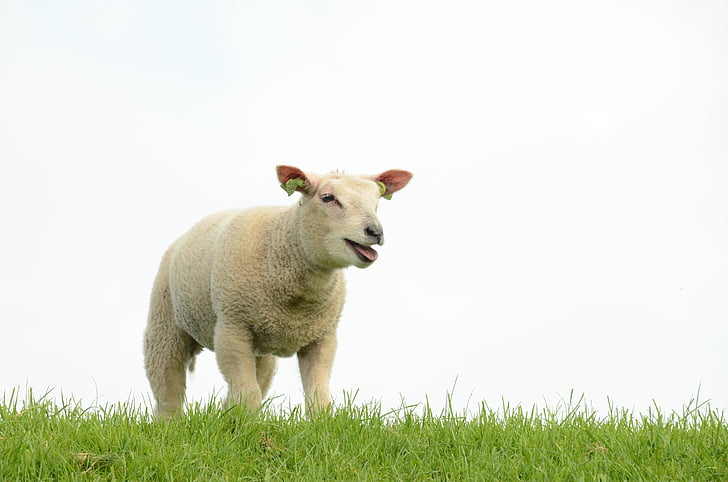 beige sheep on green grass at daytime