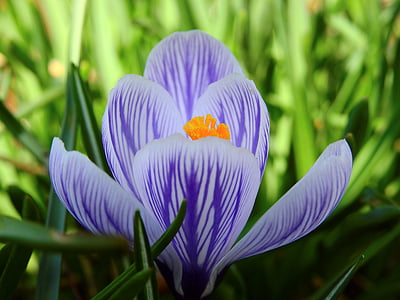 closeup photography of purple and white crocus flower