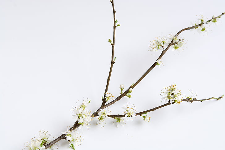 white petaled flower branch