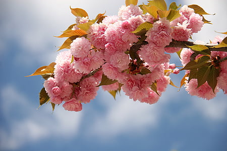 pink petaled flowers during daytime